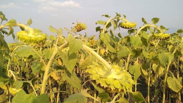 实皆省蒙育瓦县区冬季期间种植的向日葵作物已完成采收工作