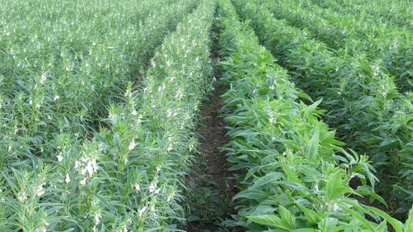 勃固省奥坡县区开始进行雨芝麻的种植工作