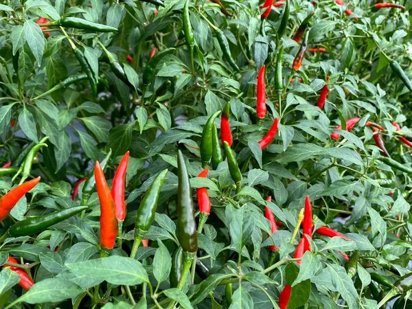 曼德勒省皎栖专区冬辣椒作物种植情况