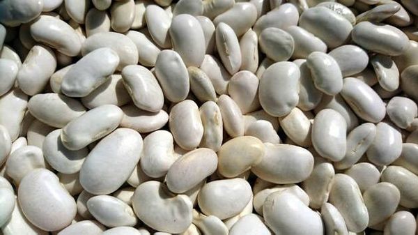 实皆省茵都县区冬季种植的3千多英亩肾豆已全部完成采收工作