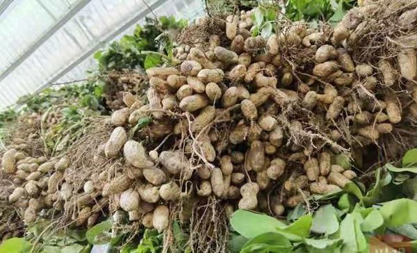 伊洛瓦底省甘基道县区冬季种植的冬花生已全部完成采收工作