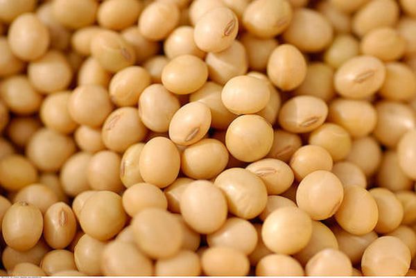 实皆省格礼专区冬季种植的1万多英亩大豆已完成采收工作