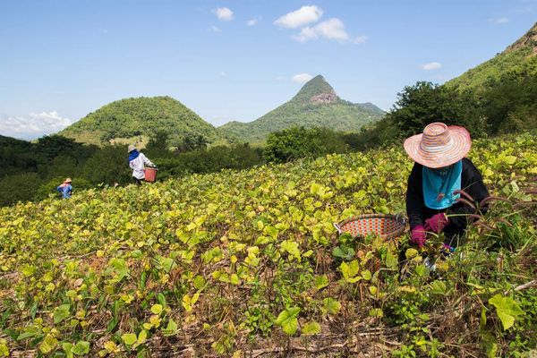 实皆省实皆县区冬季种植的绿豆已有全部完成采收工作