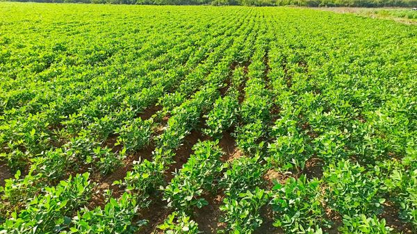 实皆省钦乌县区今年雨作物种季节期间规划种植花生4.6万多英亩