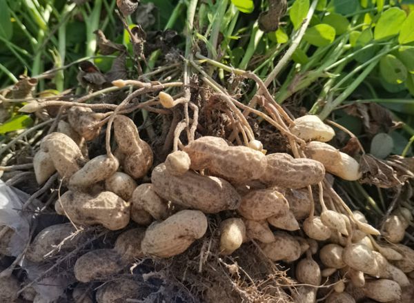 实皆省瑞帽专区皎苗分县区冬季种植的冬花生已完成采收工作