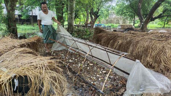 曼德勒省皎栖县区农村民众们培育种植稻草菇茄收益良多