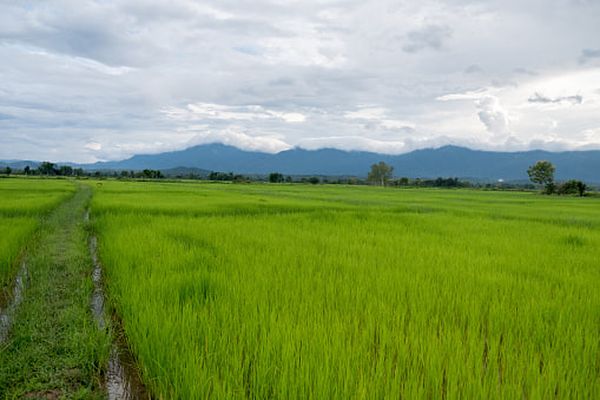 实皆省明景县区现财年规划种植雨季稻3.2万多英亩