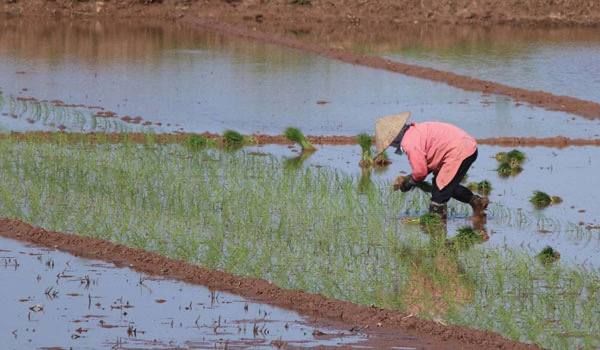 仰光省礼固县区今年雨季规划种植雨季稻8万多英亩