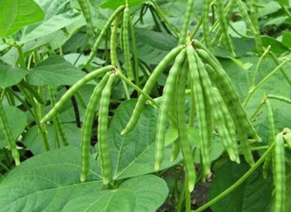 曼德勒省皎栖专区现财年雨前绿豆种植情况