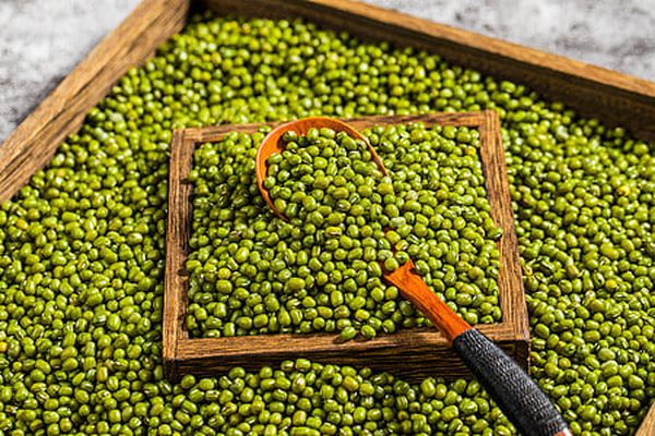 在实皆省蒙育瓦专区规划种植雨前绿豆1.6多英亩已种9千多英亩