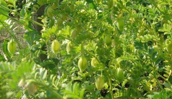 实皆省昌吴县区在冬季期间种植的鹰嘴豆2.8万多英亩已完成采收