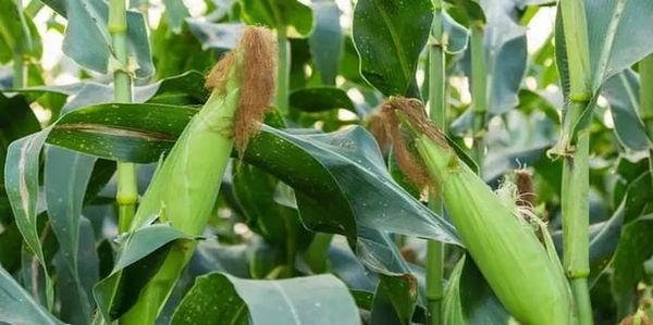 实皆省茵马宾专区本年雨季将种植甜玉米玉蜀黍的2.7万多英亩