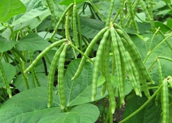 实皆省实皆县区今年雨季规划种植绿豆4.5万英亩已种1,500英亩