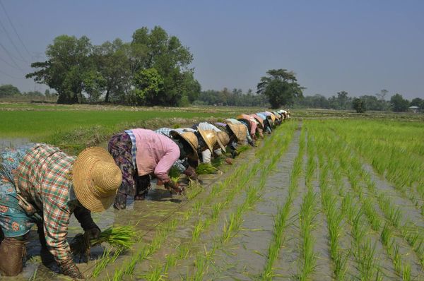 伊洛瓦底省瓦溪码县区规划种植的雨季稻已种植1.1万多英亩