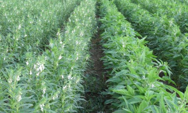 马圭省本漂县区今年雨季已划种植近1.3万英亩雨芝麻作物