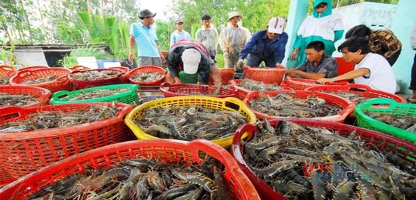 伊洛瓦底省博加礼县区在6月间向仰光市输送出虾类6.5万缅斤