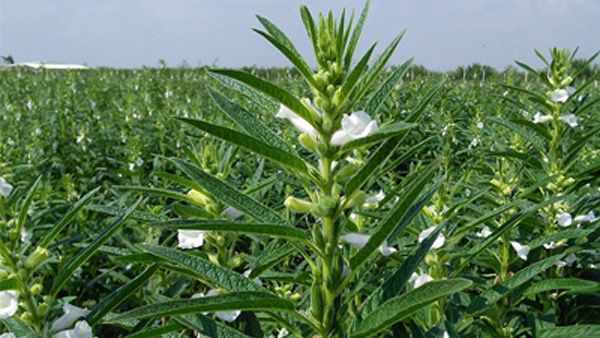 马圭省额别县区今年雨季规划种植雨芝麻12,000多英亩