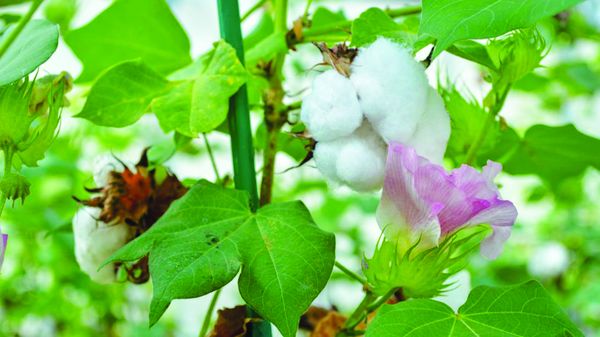 曼德勒省密达县种植的雨前棉花作物开始出产上市