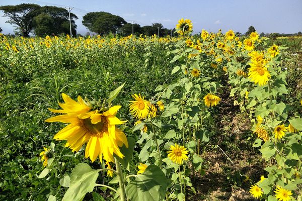 实皆省布达林县区今年雨季期规划种植雨向日葵5千多英亩