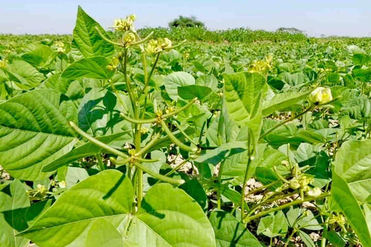 实皆省蒙育瓦专区雨季规划种植2千多英亩黑麦豆已种植1千英亩