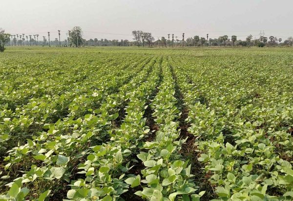 实皆省委勒县区规划种植雨绿豆3.8万多英亩已种植2万多英亩