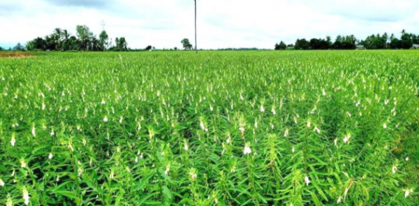 实皆省委勒县区规划种植1.6万多英亩雨芝麻已完成1.4万多英亩