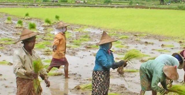 实皆省昌吴县区规划种植雨季稻1.5万英亩已完成1千多英亩