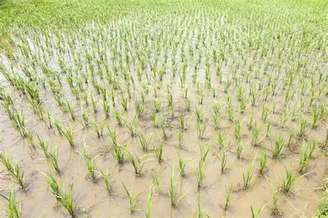 实皆省瑞帽县区规划种植10万多英亩夏季稻已种植4万多英亩