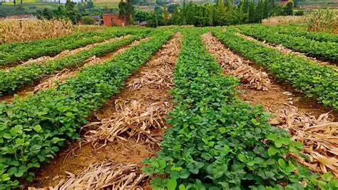 实皆省杰沙专区在即将到来的冬季期间将种植大豆作物5千多英亩