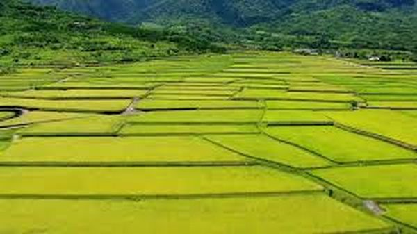 实皆省格礼县区规划种植雨季稻12万多英亩已种植6.5万多英亩