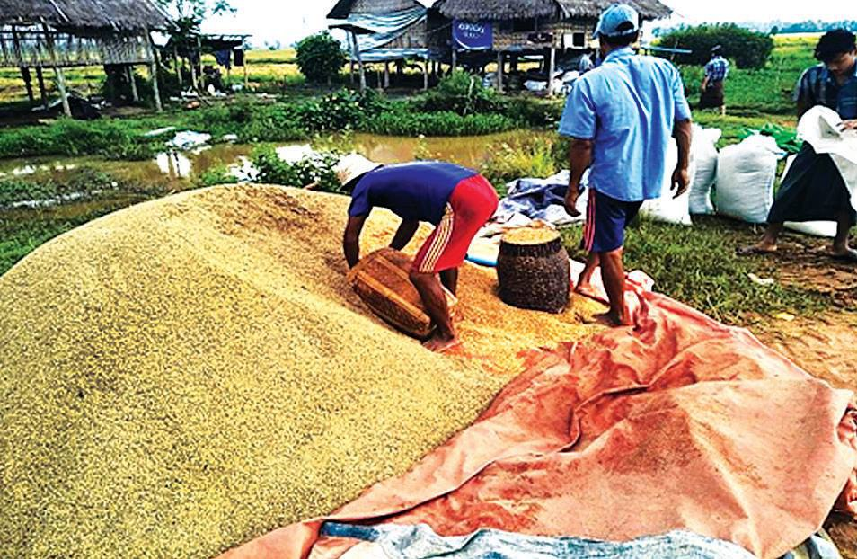 伊洛瓦底省宫漂县区向仰光市大量输出“伊拉勃德达”品种稻谷