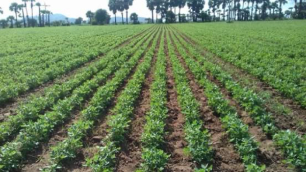 实皆省委勒县区规划种植雨花生近6千英亩已种植5千多英亩