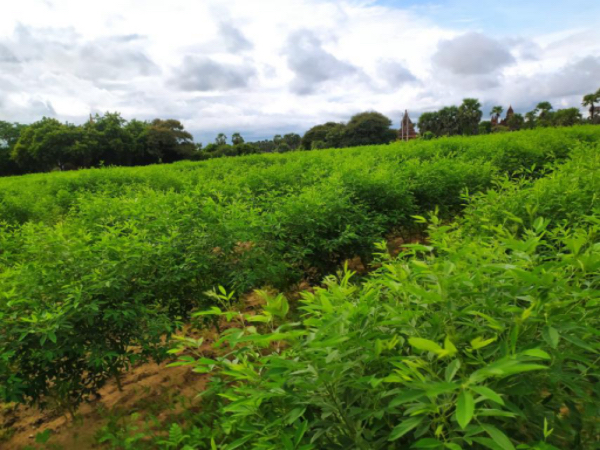 实皆省实皆县区现财年规划种植木豆近2万英亩已种1.8万多英亩