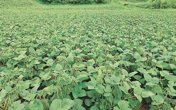 实皆省遵纳县区规划种植的雨绿豆5千多英亩已全部采收完毕