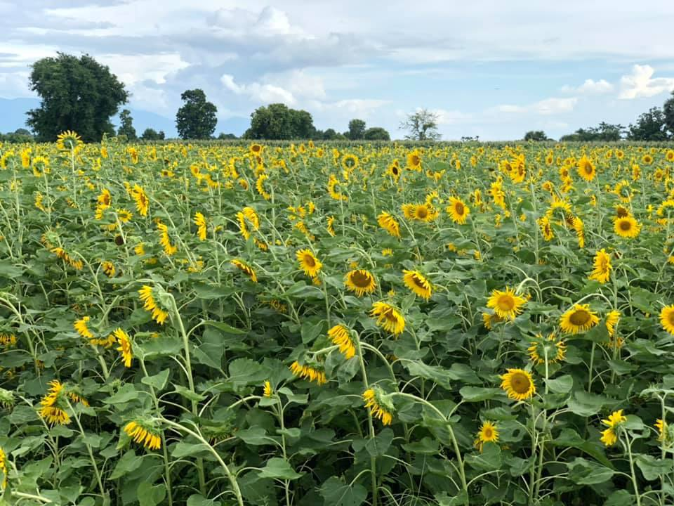 马圭省本漂县区在冬季将种植1.6万多英亩油料作物向日葵