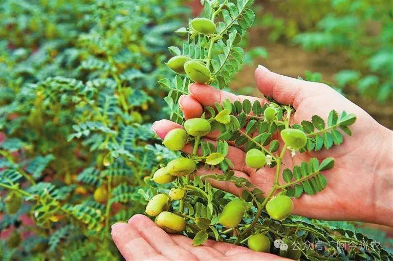 实皆省瑞帽专区今年冬季规划种植6.2万多英亩鹰嘴豆