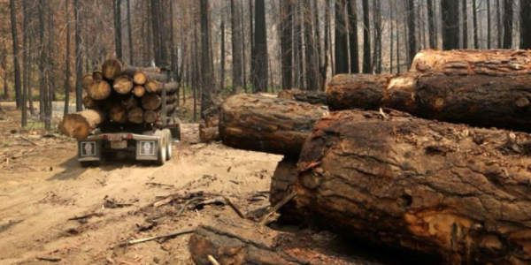 五十年间缅甸逾2400万公顷森林消失