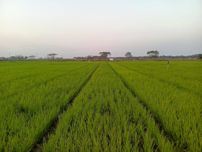 实皆省淡色县区规划种植雨季稻9.3万多英亩已种植3.6万多英亩