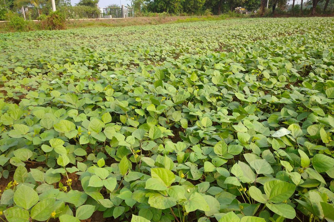 实皆省蒙育瓦县区规划种植雨绿豆1万多英亩已全部完成