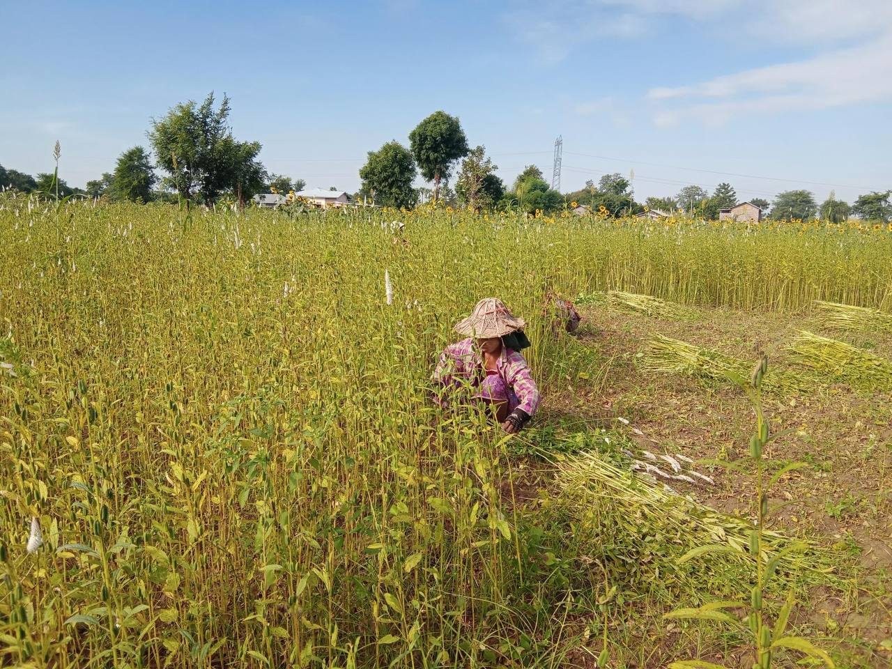 马圭省斯林县区现财年雨季种植的雨芝麻已全部完成采收工作
