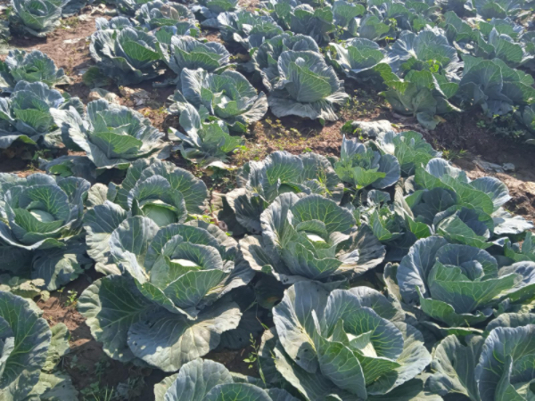 实皆省钦乌县区已种植雨蔬菜1万多英亩接近完成规划面积