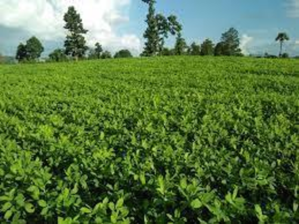 实皆省杰沙县现财年冬季规划种植冬花生1.7万多英亩