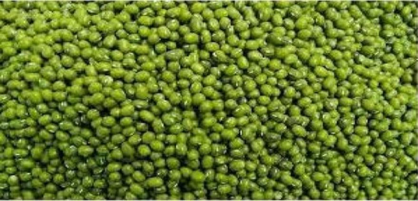 实皆省果林专区现财年冬季将规划种植2千多英亩的冬绿豆