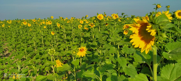 实皆省布达林县区现财年冬季规划种植冬向日葵1.8万多英亩