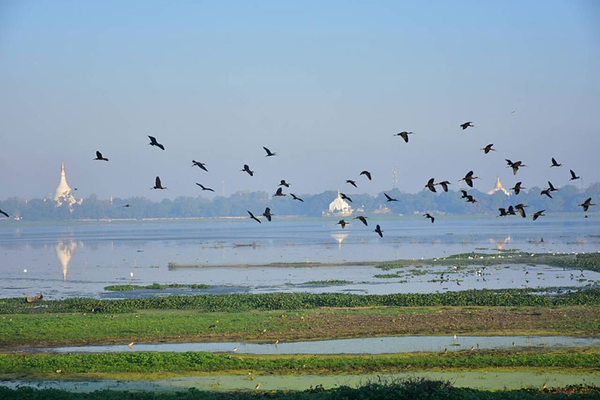 “世界候鸟日”介绍缅甸境内著名的候鸟栖息地