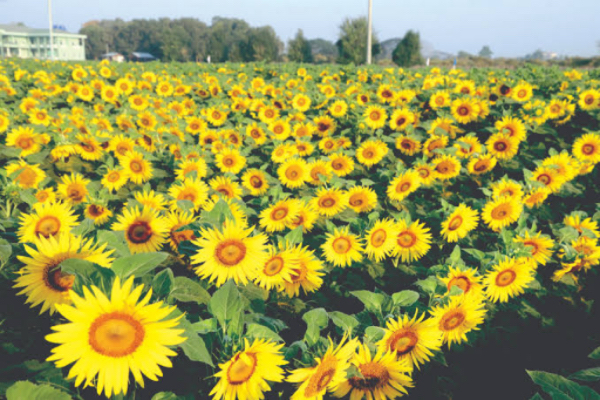 实皆省蒙育瓦县区今年冬季期间规划种植冬向日葵作物7千多英亩