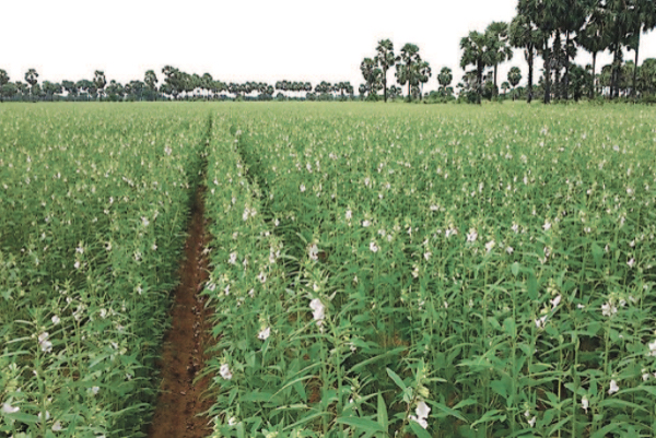勃固省包康县区今年雨季种植1.5万英亩雨花生已采收1千多英亩