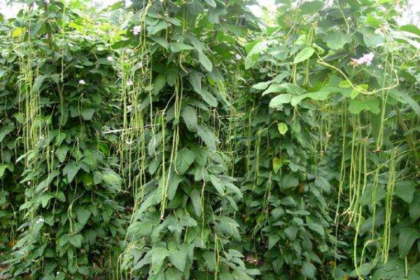 马圭省本漂县区现财年冬季期间规划种植豇豆3千多英亩