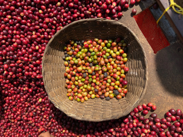 扩大缅甸咖啡种植行业进军世界咖啡市场