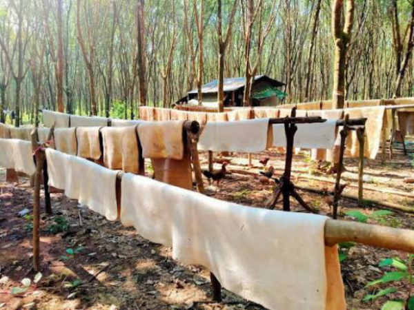 白俄罗斯企业意向采购缅甸橡胶